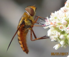 Poecilanthrax eremicus