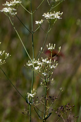 Sabatia macrophylla