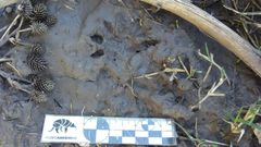 Didelphis albiventris