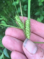 Carex baileyi