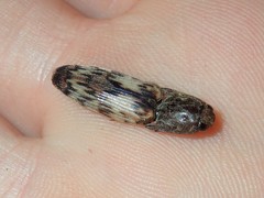 Pherhimius fascicularis