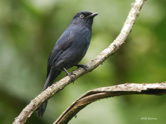Melaenornis ardesiacus