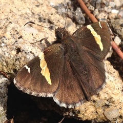 Thorybes pseudocellus