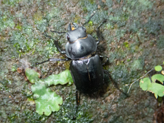 Neolucanus sinicus