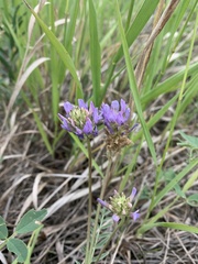 Astragalus laxmannii robustior