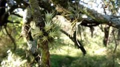 Tillandsia tricholepis