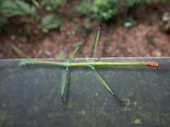 Phraortes stomphax