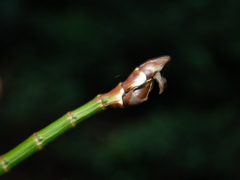 Phraortes stomphax