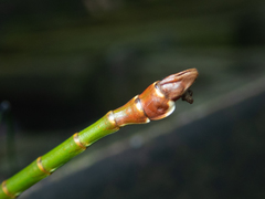 Phraortes stomphax