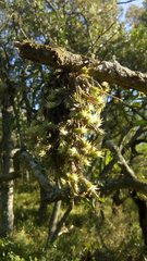 Tillandsia tricholepis