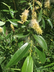 Salix lucida