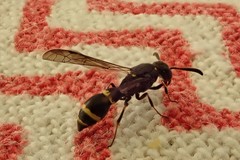 Symmorphus bifasciatus
