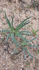Ledebouria undulata