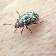 Zygogramma piceicollis