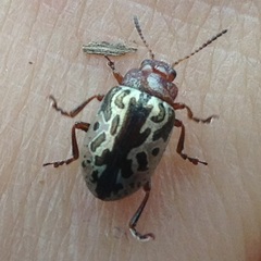 Zygogramma piceicollis