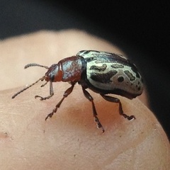 Zygogramma piceicollis