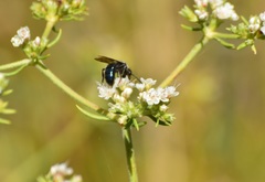 Andrena cerasifolii