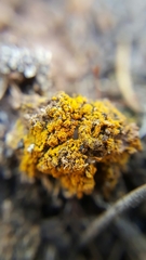 Xanthocarpia tominii