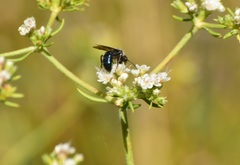 Andrena cerasifolii