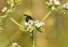 Andrena cerasifolii