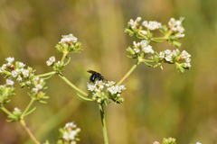 Andrena cerasifolii