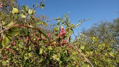 Muehlenbeckia sagittifolia