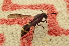Symmorphus bifasciatus