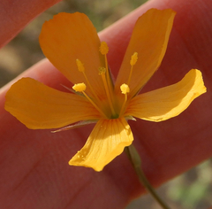 Linum aristatum