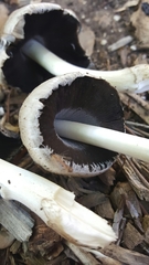 Coprinopsis atramentaria