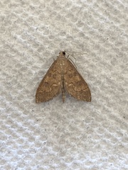 Mecyna mustelinalis