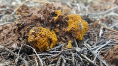 Xanthocarpia tominii