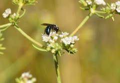Andrena cerasifolii