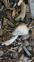 Coprinopsis atramentaria