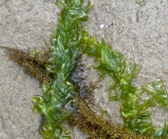 Ulva taeniata