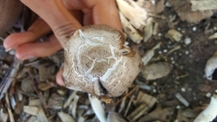 Coprinopsis atramentaria