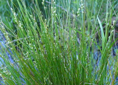 Carex laeviculmis