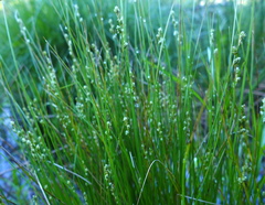 Carex laeviculmis