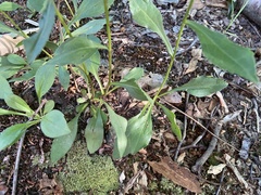 Sericocarpus asteroides