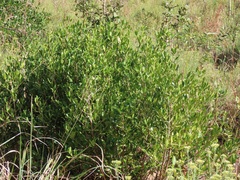 Tricalysia