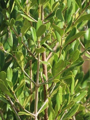 Tricalysia