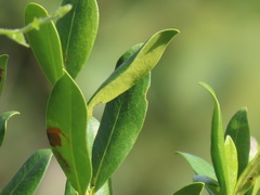 Tricalysia