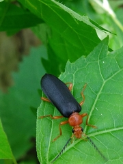 Neopyrochroa flabellata