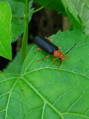 Neopyrochroa flabellata