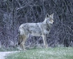 Canis latrans thamnos
