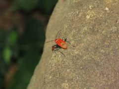 Dindymus rubiginosus