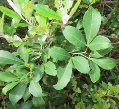 Searsia natalensis