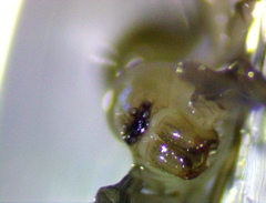 Liocranidae