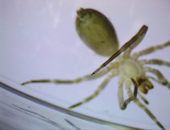 Liocranidae