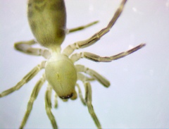 Liocranidae