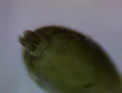 Liocranidae